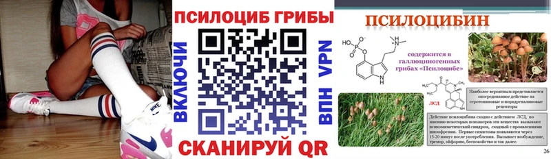 Галлюциногенные грибы Psilocybe  блэк спрут ссылка  Курчалой 