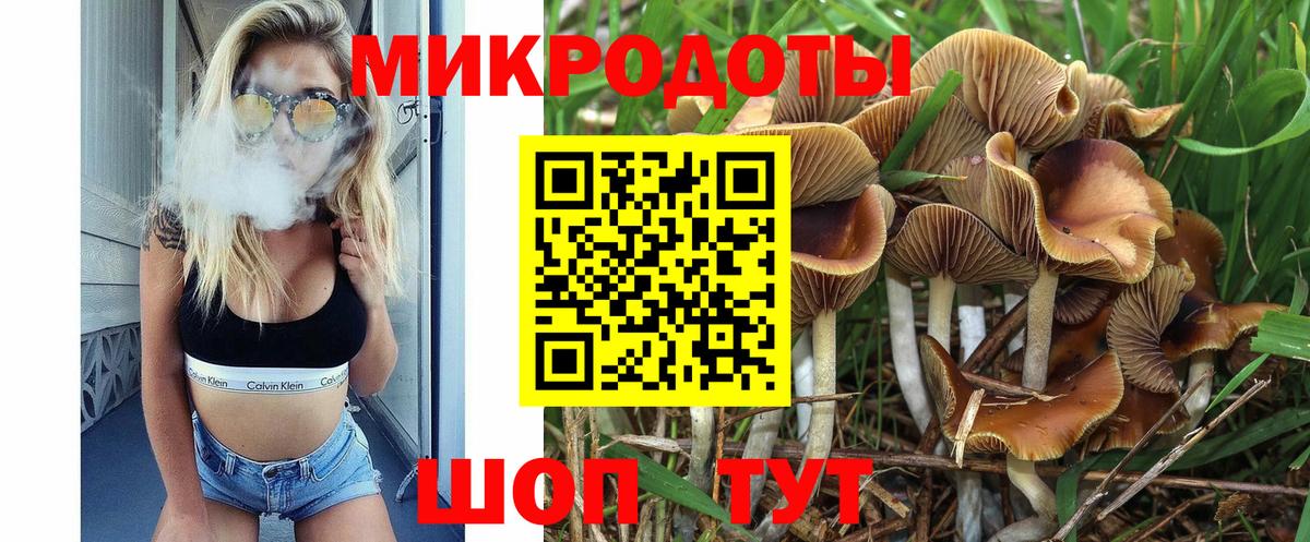 Псилоцибиновые грибы Psilocybe Курчалой