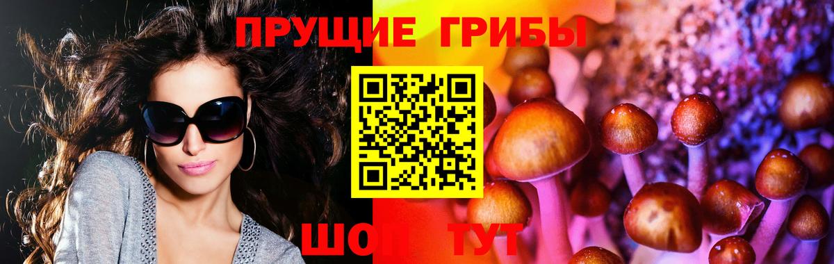 Бошки Шишки Курчалой