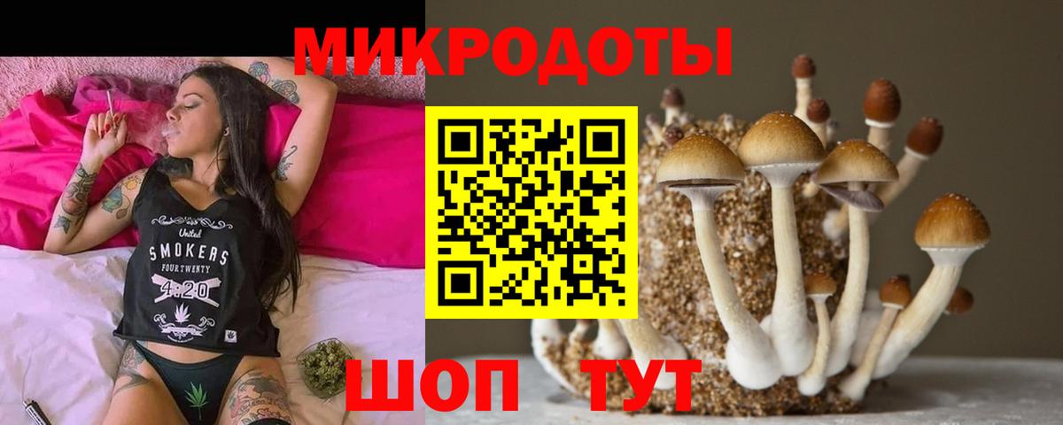 Курчалой  Галлюциногенные грибы Psilocybine cubensis  Вход с VPN 
